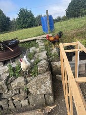 Eggs sale free for sale  BATHGATE