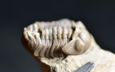 Lovely acernaspis trilobite d'occasion  Expédié en Belgium