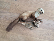 Marder tierpräparat holz gebraucht kaufen  Aitrang