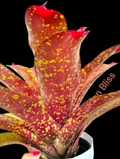 Stunning neoregelia andrea for sale  USA