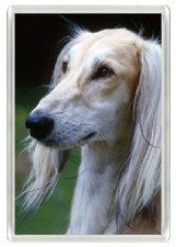 Saluki lovely head for sale  COLEFORD