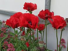 Riesenmohn 100 samen gebraucht kaufen  Weinböhla
