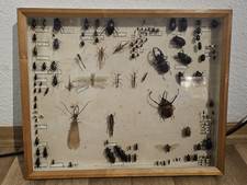 Alte insektensammlung schaukas gebraucht kaufen  Königs Wusterhausen