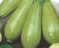 Courgette bolognese seeds for sale  RUGBY
