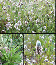 200 semi plantago usato 200 semi plantago usato  Italia