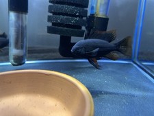 Double dark black for sale  Mc Gaheysville