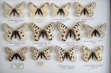 taxidermy insects for sale taxidermy insects for sale PERSHORE