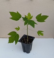 Papaya plant for sale  Hialeah