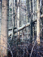 Gerhard richter wald gebraucht kaufen  Würselen