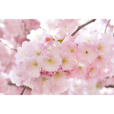 Ft. accolade cherry for sale  Denver