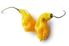 20 SEMILLAS MADAME JEANETTE  TIPO HABANERO CHILLI SEEDS 100% GARANTIZADAS comprar usado  Enviando para Brazil