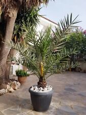 Organic medjool date for sale  RICKMANSWORTH