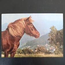 islandpony gebraucht kaufen islandpony gebraucht kaufen Beeskow