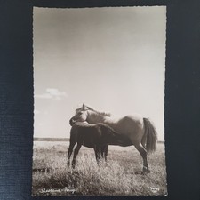 shetlandpony gebraucht kaufen shetlandpony gebraucht kaufen Beeskow