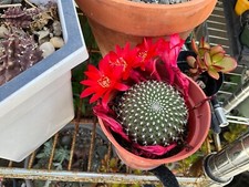 Rebutia krainziana cactus for sale  Manteca