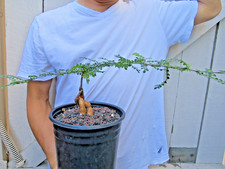 Operculicarya decaryi succulen for sale  Garden Grove