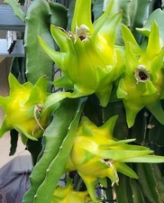 Israeli yellow dragon for sale  Valencia