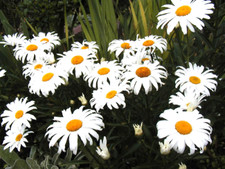 130 seeds daisy for sale  Phoenix