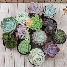 Windowsill succulent plant for sale  Terrell