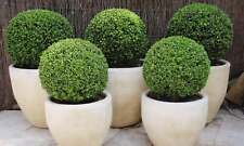 Ilex crenata green for sale  SOUTHAMPTON