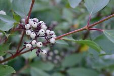 Red osier dogwood for sale  De Pere