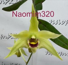 Dendrobium catenatum fragrant for sale  Bogalusa