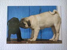 Mops welpen hundepostkarte gebraucht kaufen  Borna