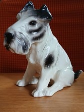 schnauzer for sale schnauzer for sale BEXHILL-ON-SEA