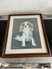King charles spaniel for sale King charles spaniel for sale  GLOSSOP