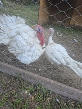 Turkey hatching eggs for sale  Crawfordville