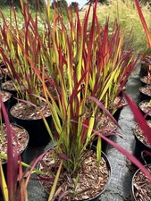 Imperata red baron gebraucht kaufen  Edewecht
