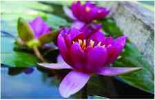 Pygmaea rubra water for sale  MARKET RASEN