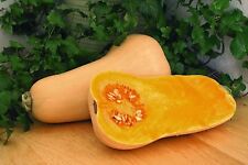 Squash butternut hunter for sale  SALISBURY