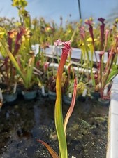 pitcher plants sarracenia for sale pitcher plants sarracenia for sale Eugene