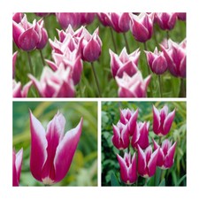 Claudia tulips 100 for sale  CANTERBURY