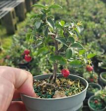 Malpighia glabra bonsai for sale  Boca Raton