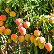 tree mango 5 for sale  USA