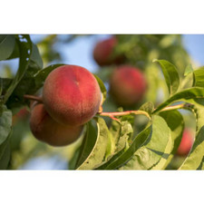 White gold peach for sale  Denver