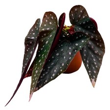 Harmony foliage harmony for sale  Apopka