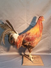 Taxidermie grand coq d'occasion  Orchies