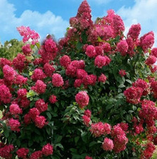 Hortensie mega mindy gebraucht kaufen  Templin