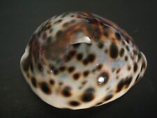 Super blue ...cypraea for sale  Lakeland