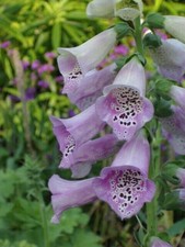 Digitalis purpurea lavanda usato  Trappeto
