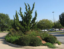 Hollywood juniper tree for sale  Pelzer
