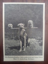 Schäferhund, Eule, Jungvogel, German shepherd, owl, Abbildung, 1929 comprar usado  Enviando para Brazil