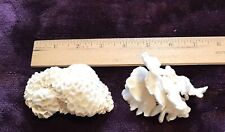 Natural white coral for sale  Riverton