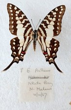 Graphium antheus female for sale  SLEAFORD