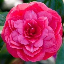 Camellia plant japonica for sale  GLASGOW