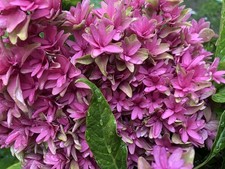 Hydrangea princess diana for sale  LINCOLN