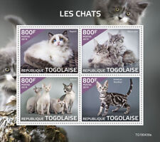 maine coon comprar usado maine coon comprar usado Enviando para Brazil